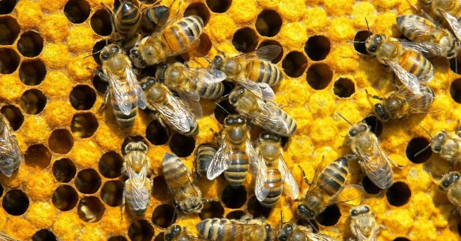 В Манхатън рояк пчели блокира входа на небостъргач Около 20