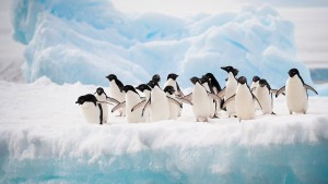 Антарктида