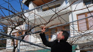 вино Тошево