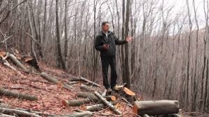 незаконна сеч дървесина