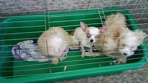 кученца