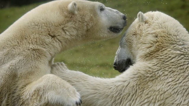 Учени разработиха прежда, вдъхновена от козината на бялата мечка