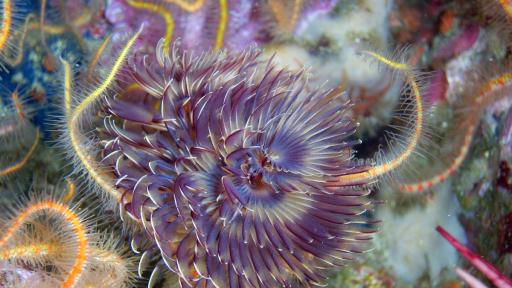  <p>Жена <strong>извади 4 червея</strong> от окото си, <strong>зараза от мухи</strong>&nbsp;</p> 