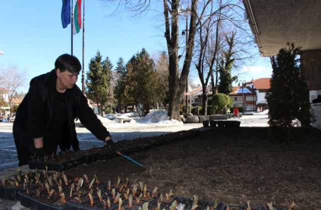 Засадиха 2000 луковици лалета и зюмбюли в Банско