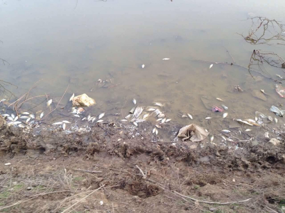 Измряла риба във водоем в Силистренско