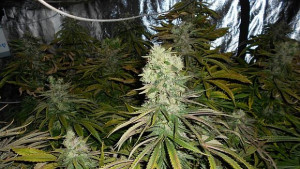 София оранжерия канабис