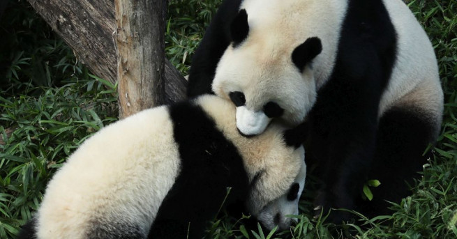 Двете гигантски панди които пристигнаха в Берлинската зоологическа градина от