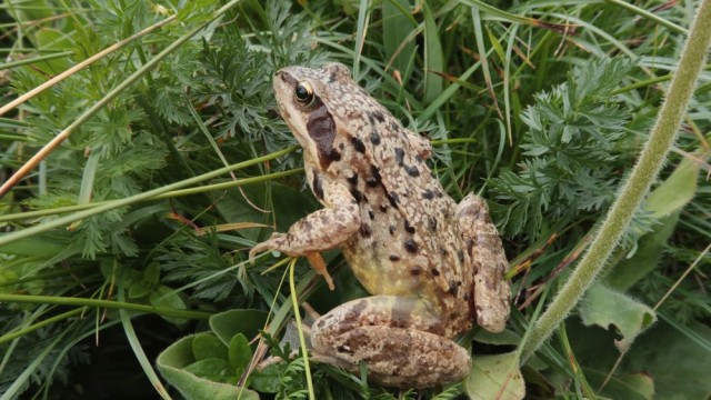 Жена от Детройт намери жива жаба в опаковка със спанак (ВИДЕО)