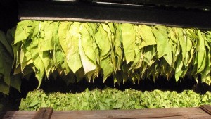 тютюнопроизводители