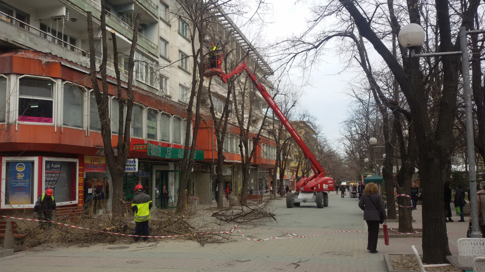 Окло 60 дървета ще бъдат подкастрени