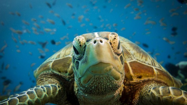 Морските костенурки бъркат синтетиката с храна