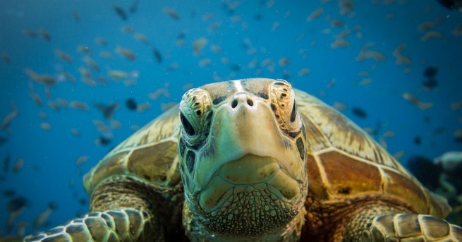 Морските костенурки не само бъркат найлоновите торбички с медузите с