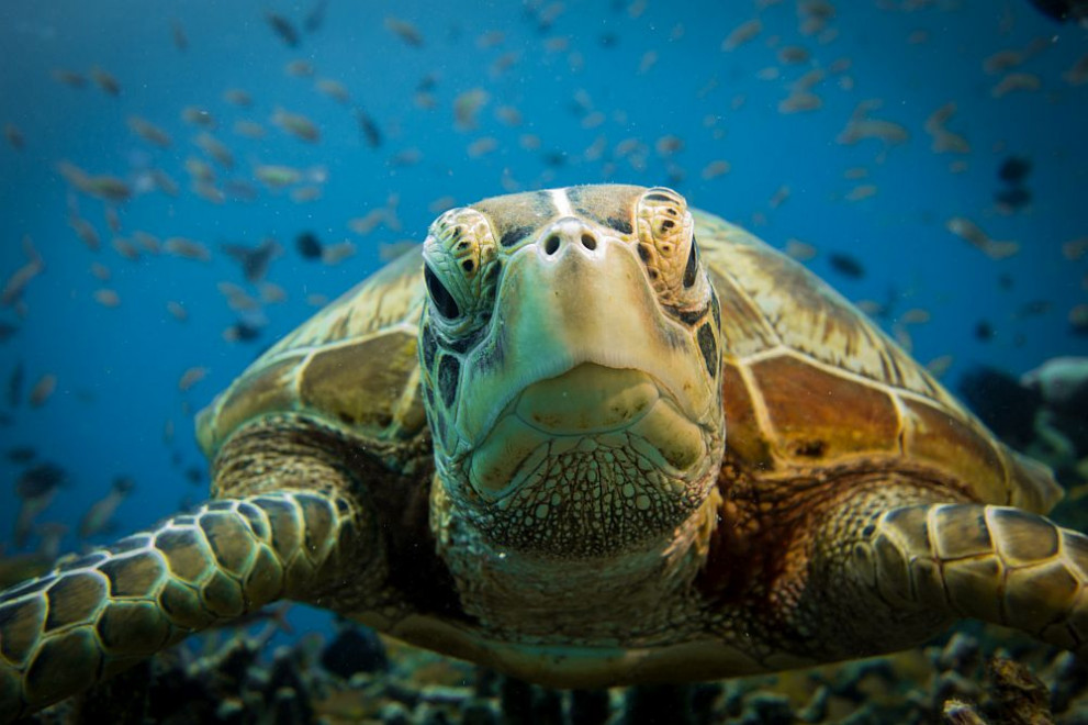 Зелена морска костенурка