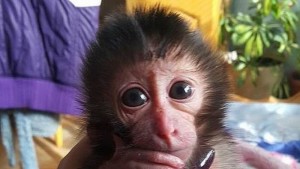 маймуната Алф