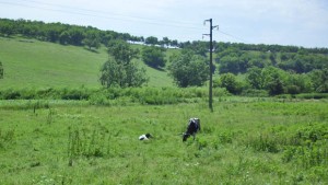 животновъдство добрич