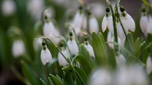 пролет цветя сняг