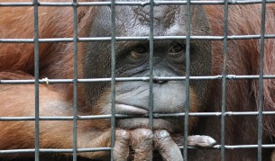 Орангутански бокс в Тайланд шокира света