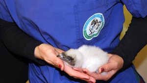 брадато лешоядче