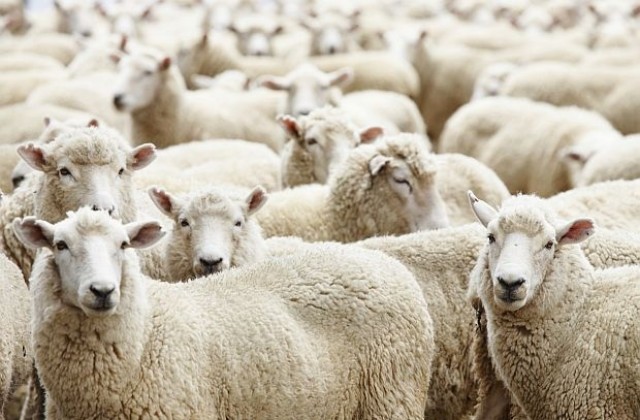 Овчарите настояват за засилено полицейско присъствие в селата по Великден
