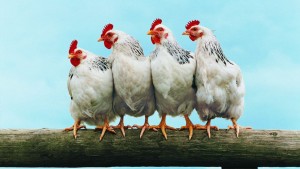 кокошки птици