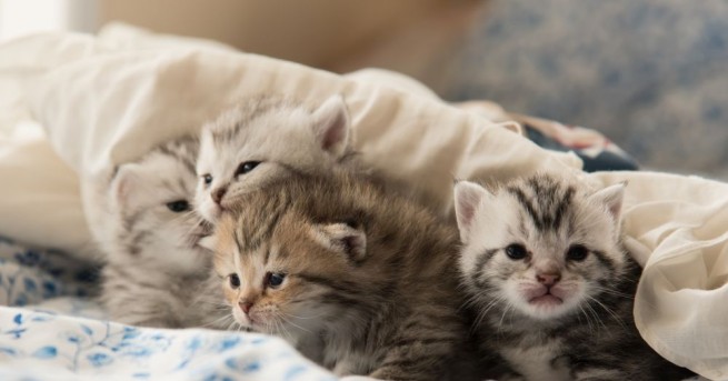 Във Велико Търново пожарникари спасиха четири малки котенца заклещени в