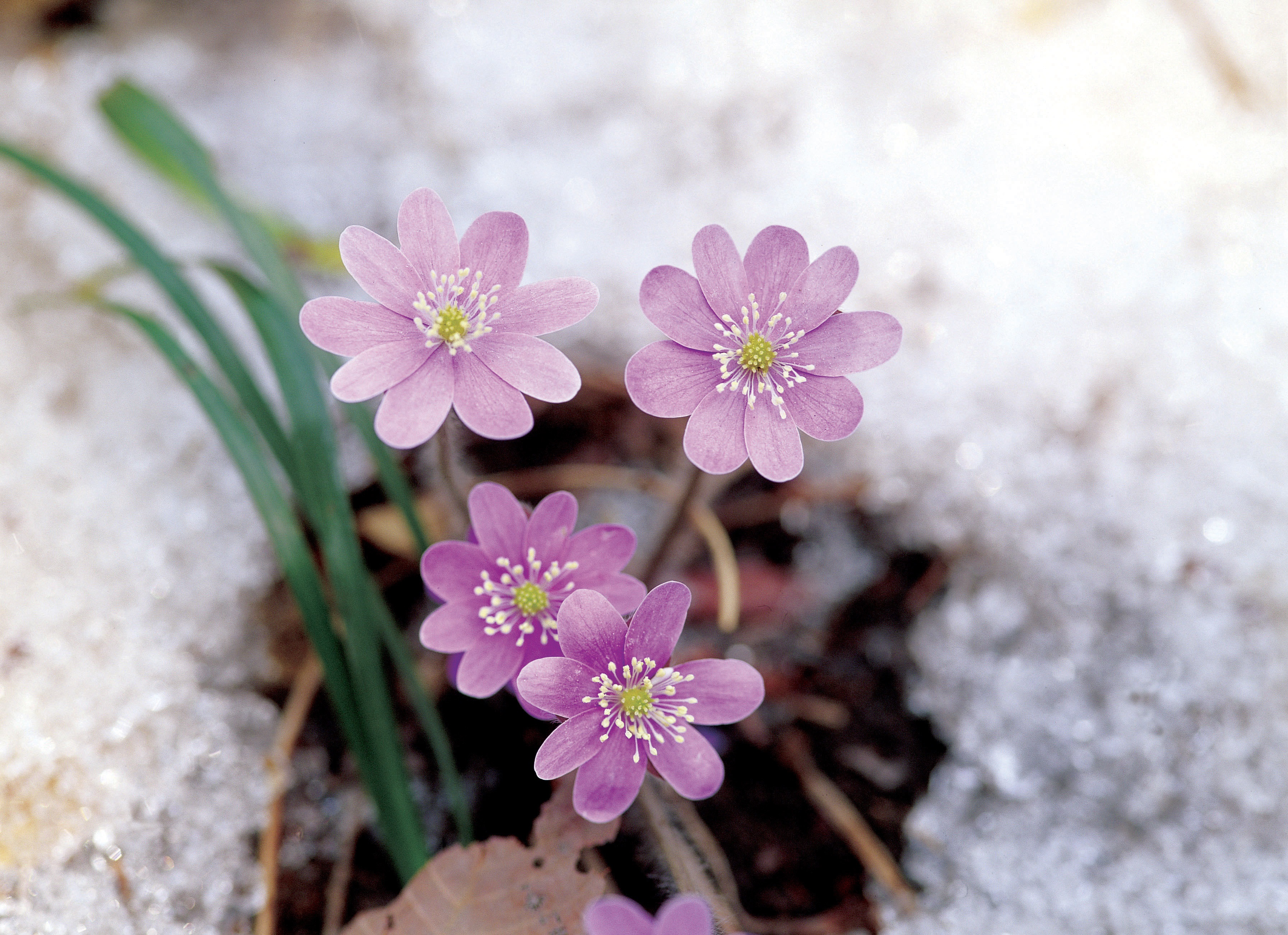 Астрономическата пролет в Северното полукълбо тази година настъпва на 20 март в 12.28 ч. българско време. Това е и денят на пролетното равноденствие, когато продължителността на деня е равна на нощта.