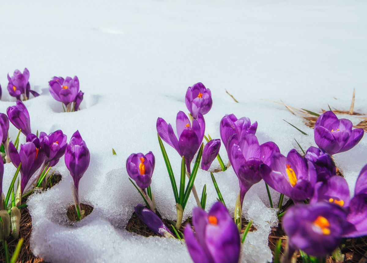 Астрономическата пролет в Северното полукълбо тази година настъпва на 20 март в 12.28 ч. българско време. Това е и денят на пролетното равноденствие, когато продължителността на деня е равна на нощта.