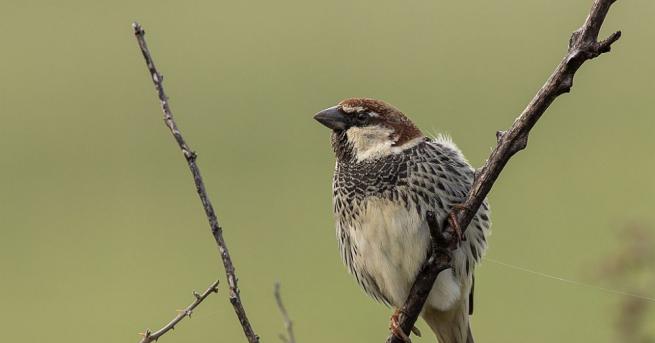 Кампанията Ние броим врабчетата ще се състои днес за четвърти