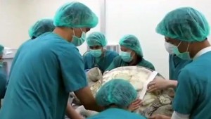 костенурка