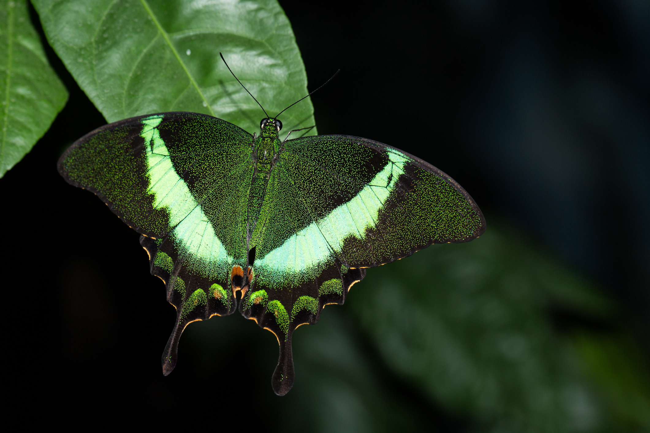 Papilio palinurus е дневна пеперуда от семейство Лястовичи опашки. Пеперудите се срещат на Филипините, Индия, Бирма, Малайзия, Индонезия.