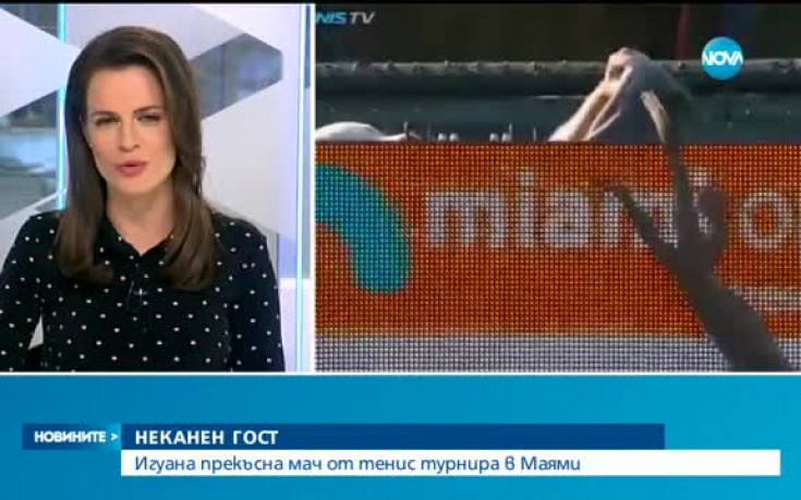 Неканен гост прекъсна мач от тенис турнира в Маями