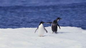 пингвини Антарктика