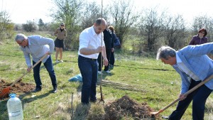 засаждане на тополи