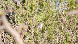 Врабче Шумен