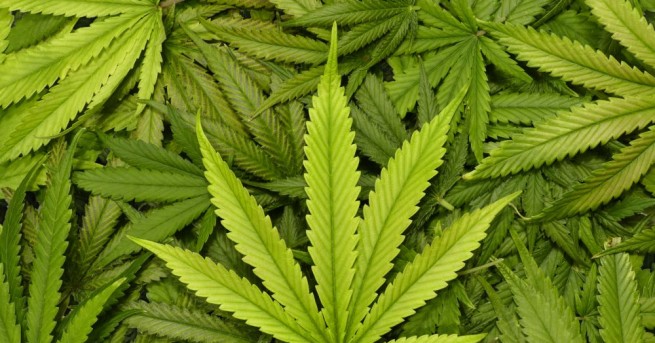 От идната сряда аптеките в Уругвай ще предлагат марихуана превръщайки