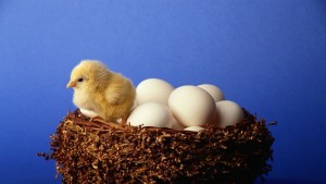 яйца пиле пиленце