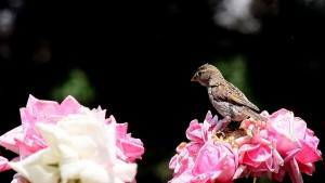 Гоце Делчев