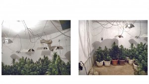 канабис добрич