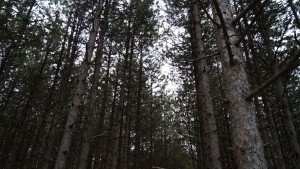 времето Шумен куче небе клони листа