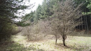 времето Шумен куче небе клони листа