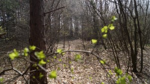 времето Шумен куче небе клони листа