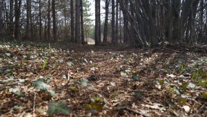 времето Шумен куче небе клони листа