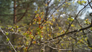 времето Шумен куче небе клони листа