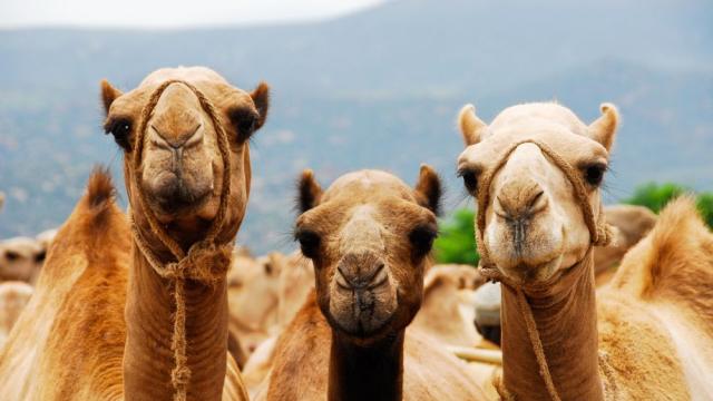 Конкурс за красота сред камилите в Оман: 20 участнички бяха дисквалифицирани заради ботокс