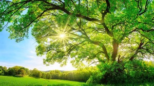 дърво дървета