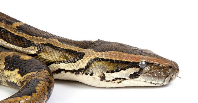 Змии вдигнаха под тревога екипи на Гражданска защита в Смолянско