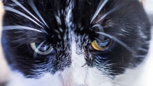 котка котарак