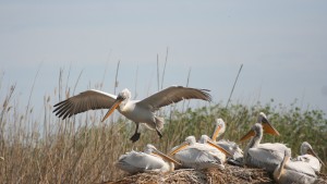 пеликани Силистра