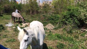 Акция Враца