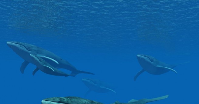 Зачестяват случаите на оплитане на китове в риболовни мрежи край